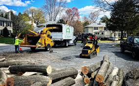 Best Fruit Tree Pruning  in Ferry Pass, FL