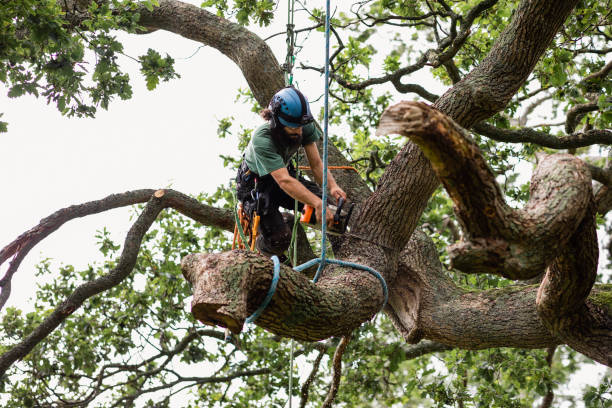 Best Tree Mulching  in Ferry Pass, FL