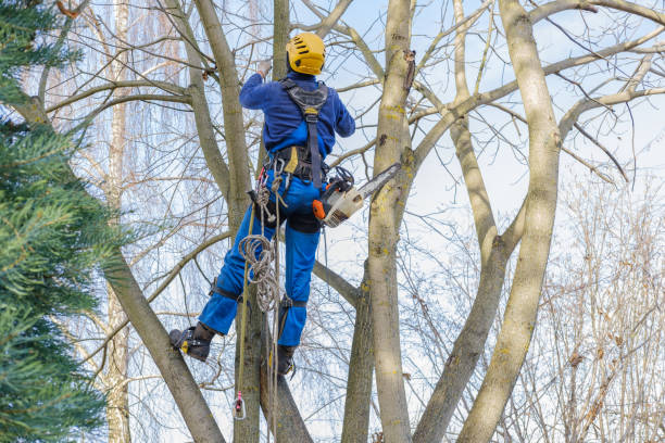 Best Tree Disease Treatment  in Ferry Pass, FL