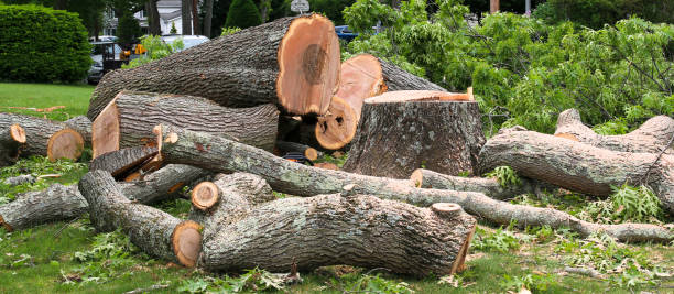 Best Tree Removal  in Ferry Pass, FL